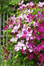 How big can clematis grow. How To Grow Clematis Add Vertical Flower Power To Your Landscape