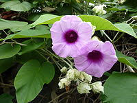 Erkaufe hier einen rhododendron, ca. Liste Von Pflanzen Mit Psychotropen Wirkstoffen Wikipedia