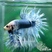 Blue And White Male Betta Fish Betta Fish Betta Fish