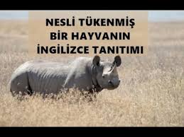 Nesli Tukenmis Bir Hayvanin Ingilizce Tanitimi Youtube