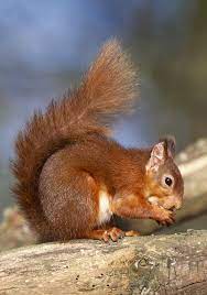 Red Squirrel Endangered Species In Ireland Being Wiped Out By The American Grey Squirrel Red Squirrel Squirrel Endangered Species