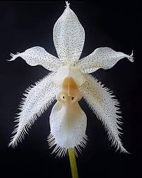 Image result for Orchid 1999 Truck