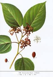 Image result for Hovenia