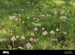 Image result for Conocybe lactea