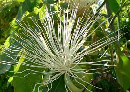 Image result for Pachira glabra