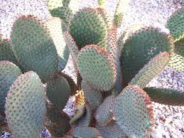 More than 1 bunny ear cactus at pleasant prices up to 52 usd fast and free worldwide shipping! Hop Over To This Bunny Ear Cactus Growing Guide Properly Rooted