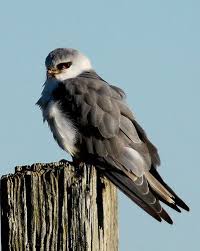 Peneireiro Cinzento Black Shouldered Kite Elanus Caeruleus Animals Birds Birds Of Prey