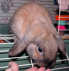 Holland Lop Size Binkybunny