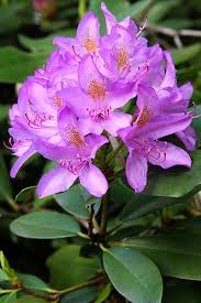 Rhododendron Bianco Madame Masson Piantare Alberi Fiori Esotici Bellissimi Fiori