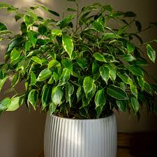 Image result for Ficus benjamina