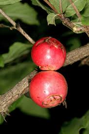 Image result for Feretia