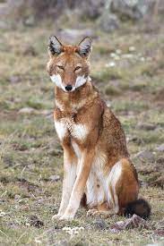 Naturenode Ethiopian Wolf Wild Dogs Animals Wild