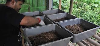 Free books online can be hard to find. Agromedia 7 Alasan Budi Daya Maggot Bsf Di Lahan Sendiri Agromedia