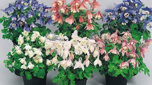 Image result for Aquilegia pompom mix
