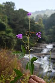 Image result for Grona stolzii