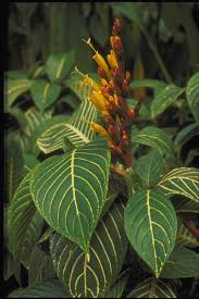 Image result for Sanchezia