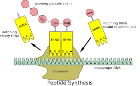 The cell reads the sequence of the gene in groups of three bases. Transfer Rna Wikipedia