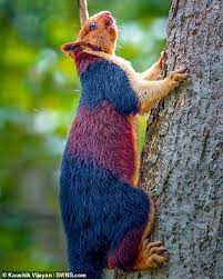 Multi Coloured Giant Squirrel Captured In Stunning Images In India Unusual Animals Giant Squirrel Interesting Animals