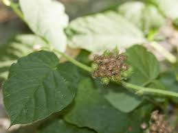 Image result for Jacquemontia paniculata