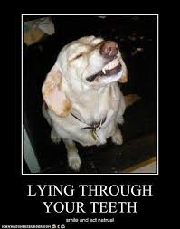 Lying Through Your Teeth Animal Captions Funny Animal Quotes Funny Animals