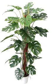 The eleventh digit indicates the vehicle's assembly plant.each vehicle manufacturer has its own set of plant codes. Garden Answers Plant Identification App Plants Silk Plants Plant Identification