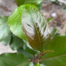 Image result for Catha edulis