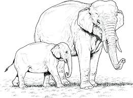Easy Elephant Coloring Pages Ideas For Beginners In 2020 Elephant Coloring Page Elephant Colouring Pictures Elephant