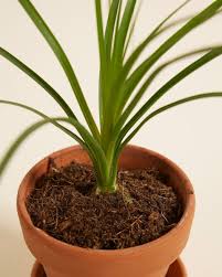 Image result for Beaucarnea recurvata