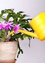 El cactus de navidad es un cactus tropical, no desértico. Se Puede Salvar Una Planta De Cactus De Navidad Sobrealimentada Es Haenselblatt Com