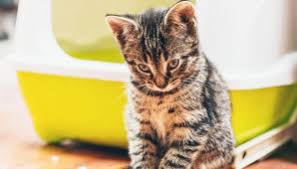 Berdepan dengan masalah anak yang mengalami cirit birit memang memenatkan. Ciri Ciri Penyebab Dan Cara Mengobati Pup Kucing Berdarah Pintarpet