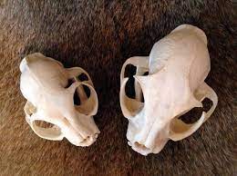 Catus belonging to the species felis silvestris in the family felidae. Domestic Cat Vs Bobcat Welcome To The Taxidermy Net Forum And Community