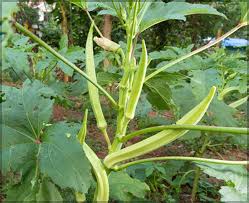 Use custom templates to tell the right story for your business. Elephant Tusk Okra Bhendi Ladies Finger Pack Of 25 Seeds Gardenhunt