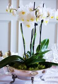 Get free vaso di fiori icons in ios, material, windows and other design styles for web, mobile, and graphic design projects. Potted Orchid Giardinaggio Di Interni Piante Da Interno Decorazioni Floreali