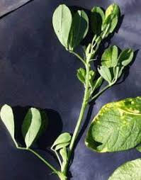 Image result for Alfalfa mosaic virus