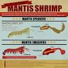 Watch what happens when a mantis shrimp decides it wants to kill and eat a crab: 3