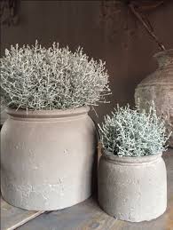 Pin On Gardening