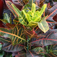 Image result for Croton polytrichus