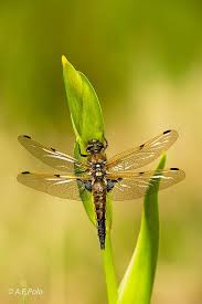 Black And Yellow Dragonfly Canada Libellula Quadrimaculata 2 Insect Photography Dragonfly Art Insect Art