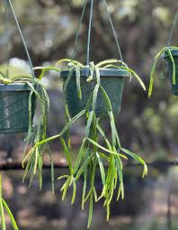 Image result for Rhipsalis