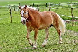 We did not find results for: Essay On Horse For Class 1 2 3 4 5 6 7 8 100 To 200 Words Essaywritingart Com Simple Essays Letters Speeches