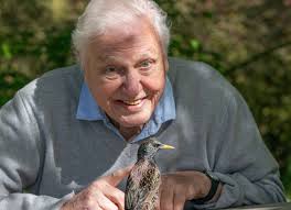 A town rocked one noisy fish: Is this David Attenborough's strangest show? 