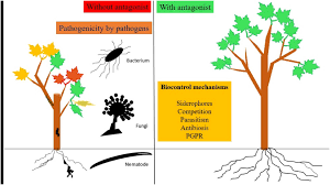 From wikipedia, the free encyclopedia. Microbial Antagonists Against Plant Pathogens In Iran A Review