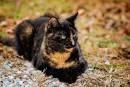 Tortoiseshell Cat: Personality, Behavior & Colors - Catsfud