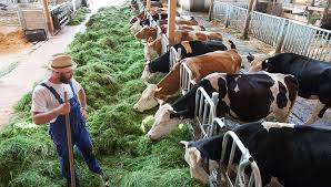 Йогурты со вкусами schrozberger milchbauern schrozberger milchbauern joghurt mit kirsche & holunder inkl. Schrozberger Milchbauern