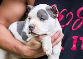 Goldendoodle puppy for sale near pennsylvania, irwin, usa. Pitbull Puppy 27 Things To Know About Owning A Pitbull Bully Max