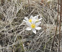 Large plants available · next day shipping · sent from our nursery Wildflowers Of The Mnrr Missouri National Recreational River U S National Park Service