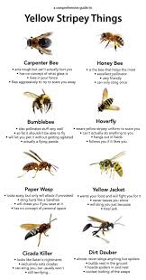 Black Ant King Pills Side Effects Pin By Rowen Child On Tips Bee Carpenter Bee Insects