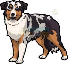 Australian Shepherd Black White And Brown Dogs An Australian Shepherd Dog Cartoon Stock Clip Art Vector Toons Dog Drawing Dog Animation Cartoon Dog