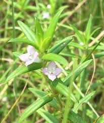 Image result for Hexasepalum sarmentosum