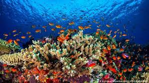 Great barrier reef has over 100 islands, from unique and exotic islands to the whitsundays and the remarkable northern islands. Australia Opposes Great Barrier Reef In Danger Listing News Dw 22 06 2021
